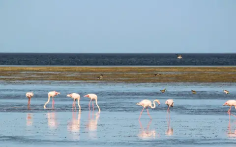 Różowe flamingi brodzą w płytkiej wodzie na wyspie Djerba, tworząc malowniczy widok.