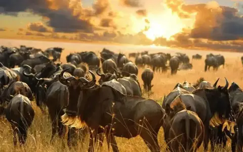 Stado gnu na tle zachodzącego słońca. Idealny czas, by zobaczyć Wielką Migrację, kiedy jechać do Kenii?